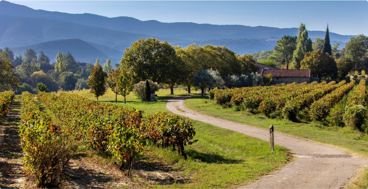 Vignoble des Côtes du Rhône