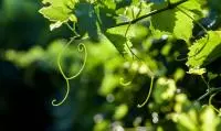 Feuilles de vigne